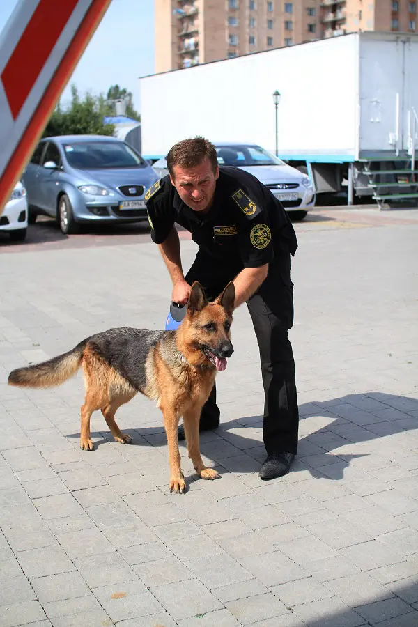 Does a Search by a Drug Sniffing Dog Violate Your Constitutional Rights?